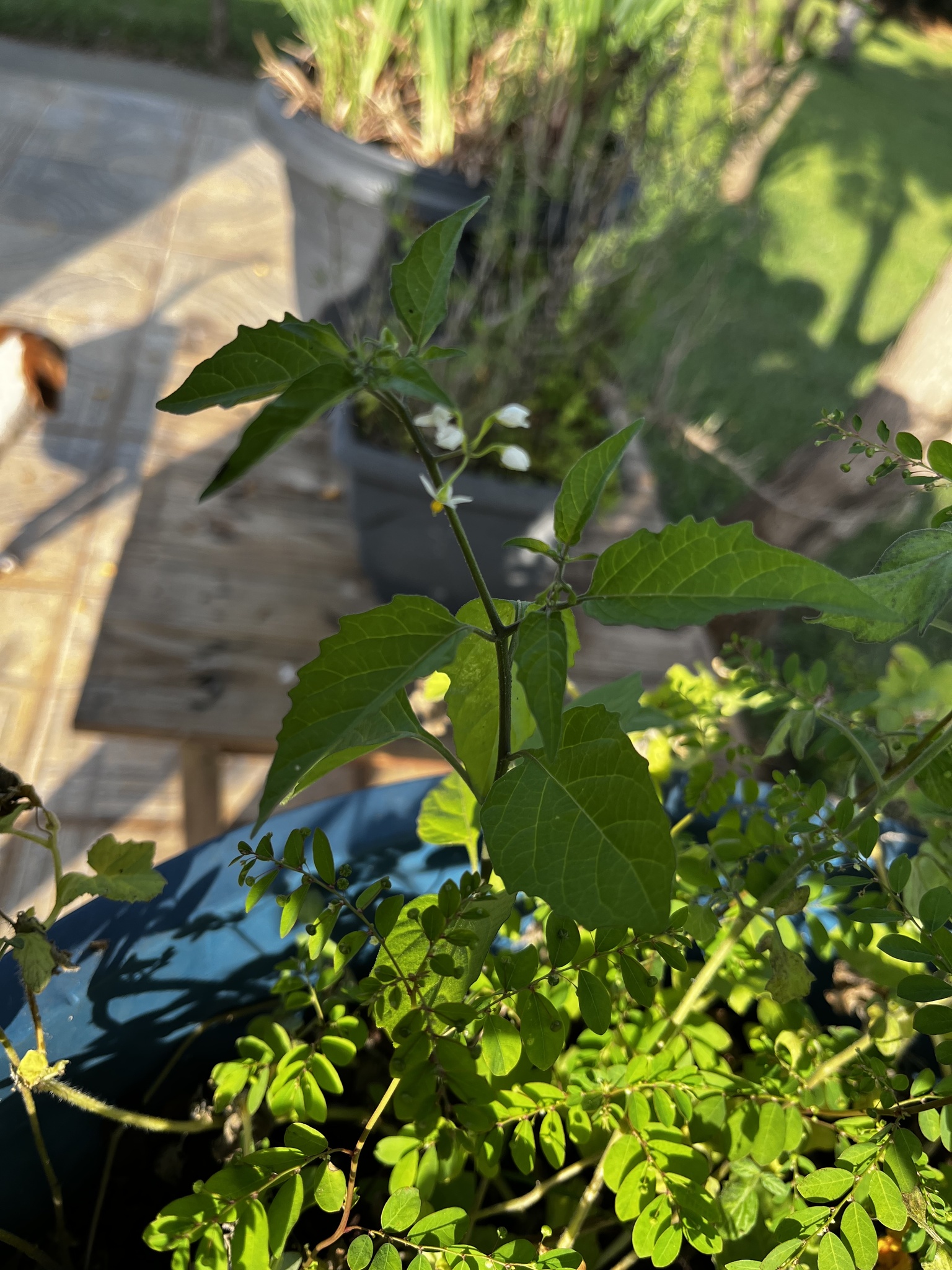 Solanum americanum