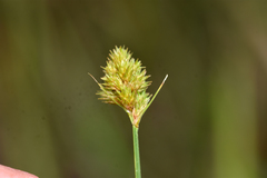 Carex bebbii