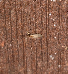 Micromus variolosus