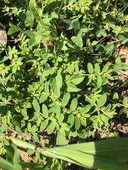 Euphorbia humistrata