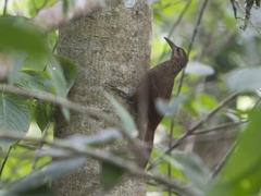 Xiphocolaptes promeropirhynchus