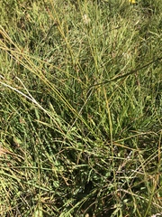 Juncus filiformis