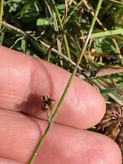Juncus filiformis