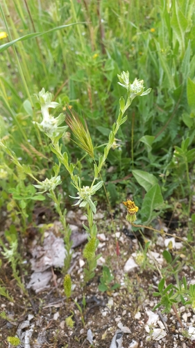 Image of Filago pyramidata by (c) frangp, some rights reserved (CC BY)