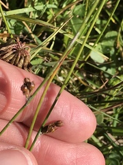 Juncus filiformis