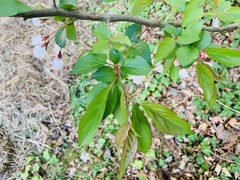Malus sargentii