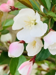Malus sargentii