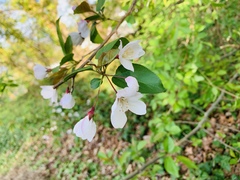 Malus sargentii
