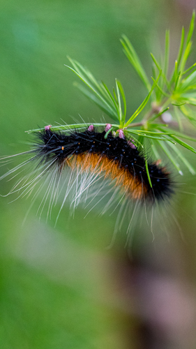 Brown Tricolour Tiger Moth photo 3