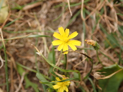Cichorieae