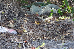 Colinus nigrogularis