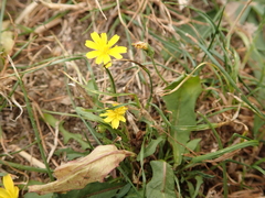 Cichorieae