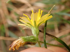 Cichorieae