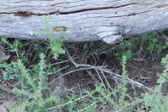 Stenocercus doellojuradoi