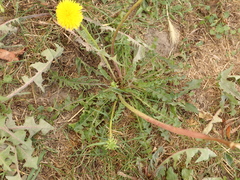 Taraxacum officinale