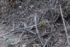 Liolaemus chacoensis