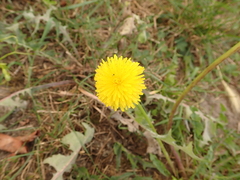 Taraxacum officinale