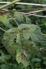 Erysiphe heraclei
