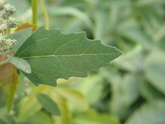 Chenopodium album