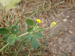 Medicago lupulina