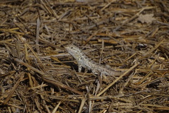 Sceloporus cozumelae