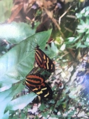 Mechanitis polymnia kayei