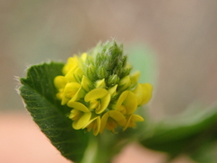 Medicago lupulina
