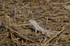 Sceloporus cozumelae