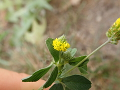 Medicago lupulina