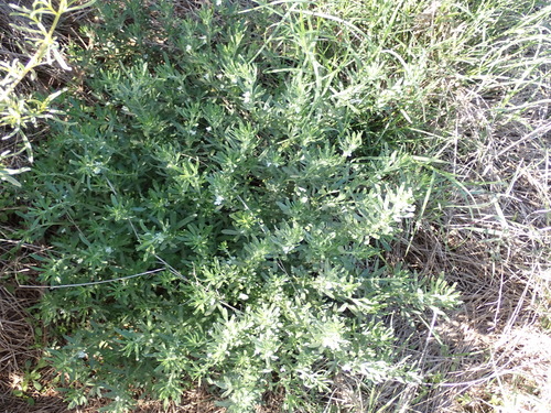 Image of Teucrium africanum by (c) Nicola van Berkel, some rights reserved (CC BY-SA)