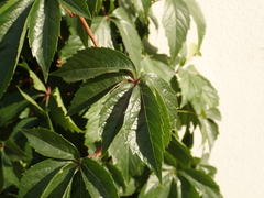 Parthenocissus quinquefolia