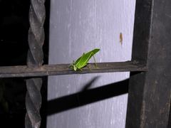 Chloroscirtus forcipatus