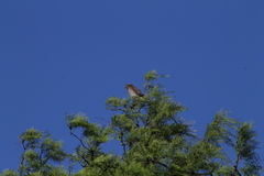 Spiziapteryx circumcincta