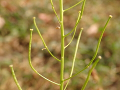 Sisymbrium loeselii
