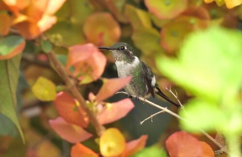 Slender-tailed Woodstar (Microstilbon burmeisteri), photo 4