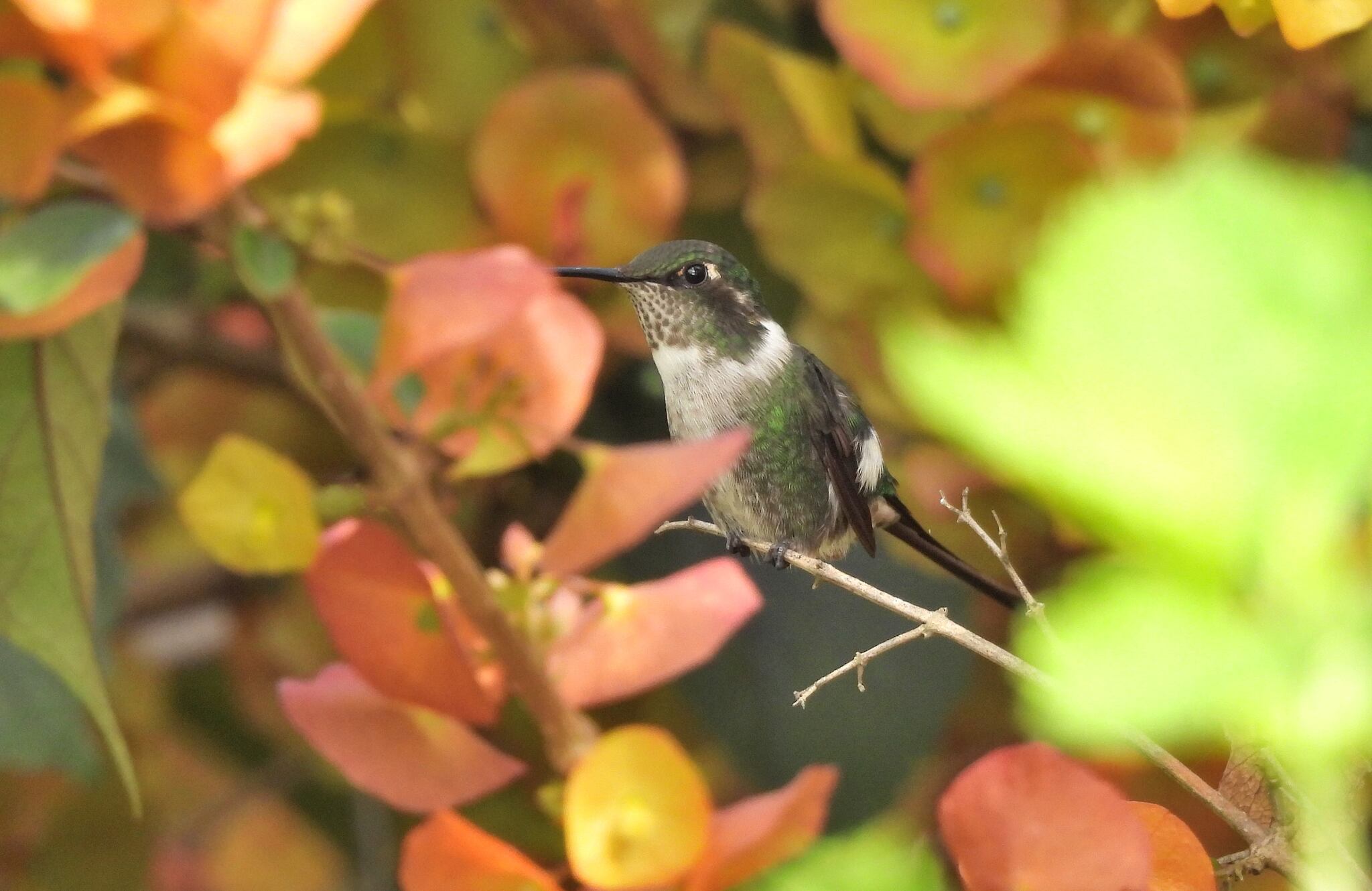 Slender-tailed Woodstar (Microstilbon burmeisteri), photo 4