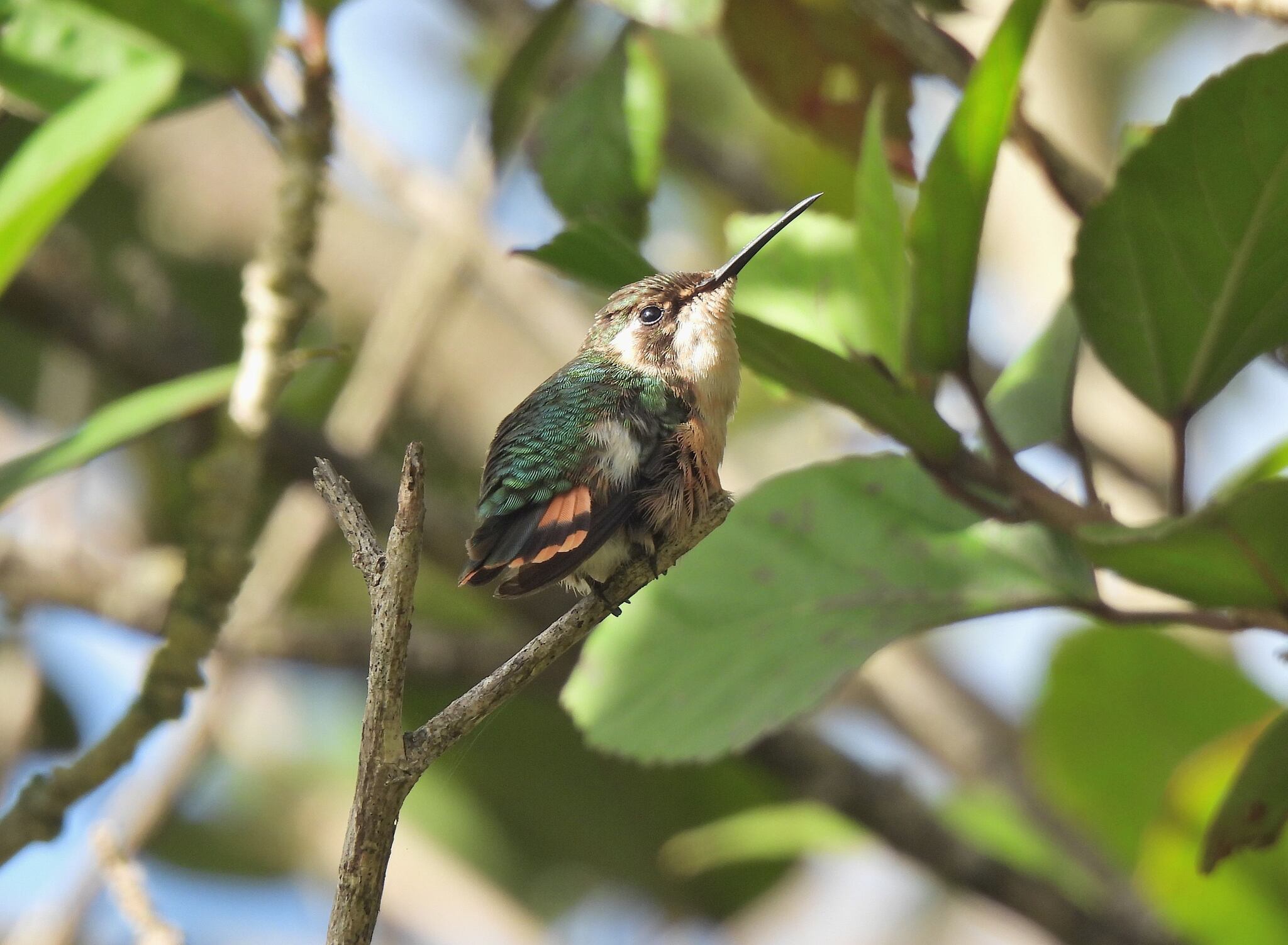 Slender-tailed Woodstar (Microstilbon burmeisteri), photo 5