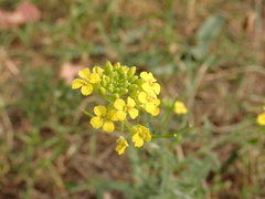 Sisymbrium loeselii