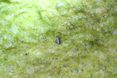 Rhinella arenarum