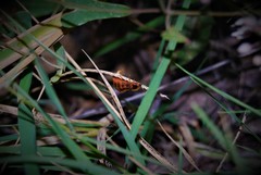 Nyctophila colorata