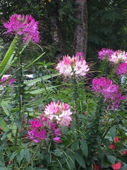 Cleome