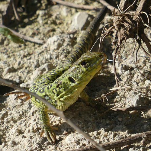 Avistamiento Lagarto ocelado (fardacho)