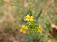 Sisymbrium loeselii