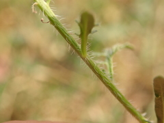 Sisymbrium loeselii