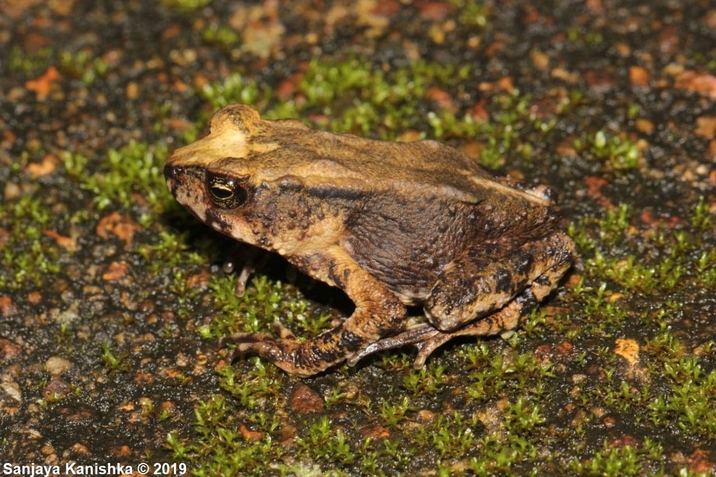 Kandyan Dwarf Toad