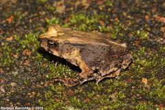 Kandyan Dwarf Toad photo 1