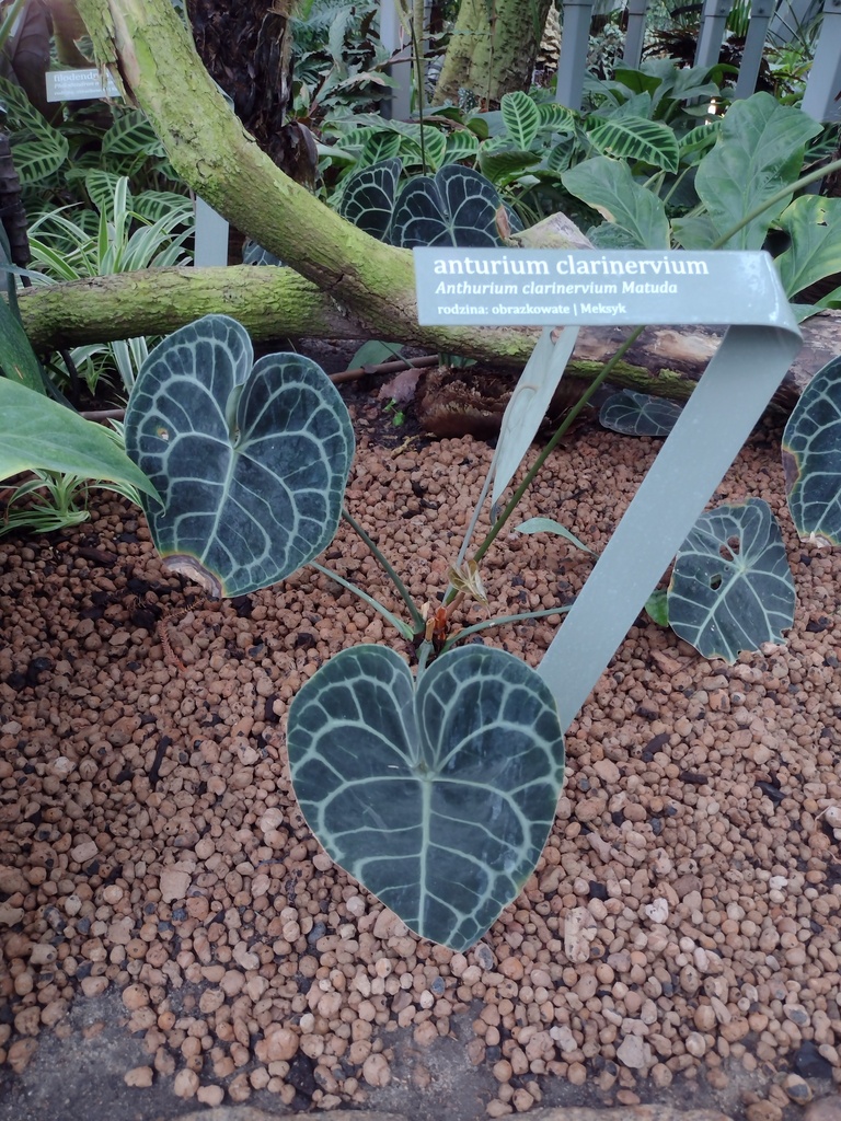 Антуріум кларінервіум — Anthurium clarinervium