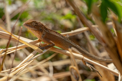 Ayeyarwady Forest Agama photo 1