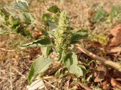 Amaranthus retroflexus