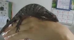 Polychrus acutirostris